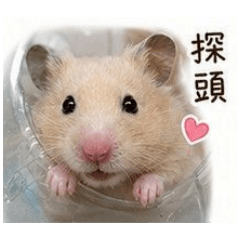 我是冬瓜歐