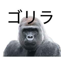gorilla gorillagori
