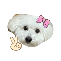 inu_20260430232641