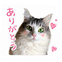 imai_20260430233439