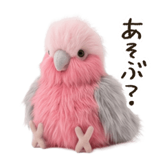 Fluffy Galah