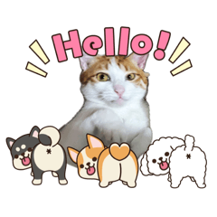 catNini_1110901