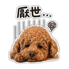 Momo厭世篇