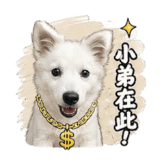 尼莫是狐狸犬