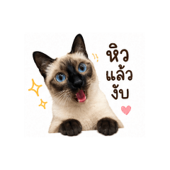 jaymika_20260430130503