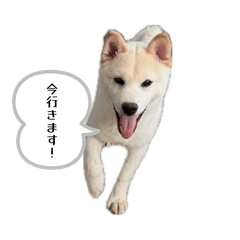chi_yan_20260501022110