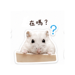 豆漿鼠鼠