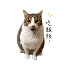 小胖咪愛睡覺