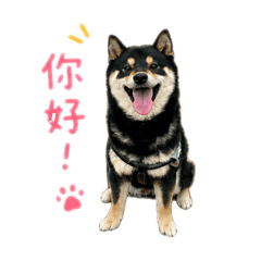 柴犬吳百萬