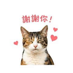 吳詩婷是一隻貓