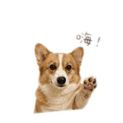 我的寶貝們。圈圈、緣寶、緣來、緣圈、緣仔