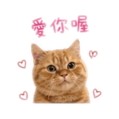 小咪話日常