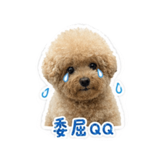 阿點點的日常