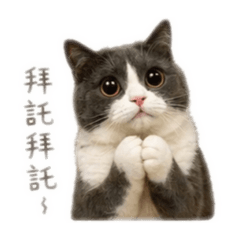 咪妮妮日常