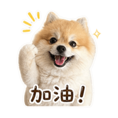 花崽表情包（2）