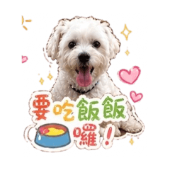 小白狗～迪迪