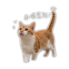鈔鈔的日常