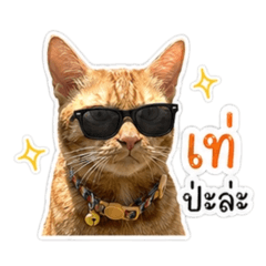 Papatiger_20260428083217