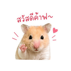 Tommy_20260428083824