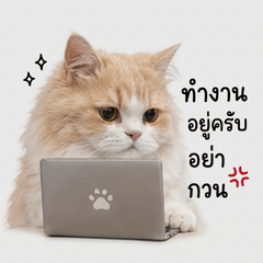 Joi cat