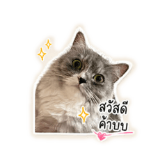Summerrr cat