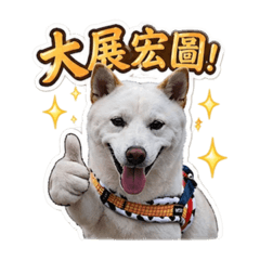 陳賓果 Bingo