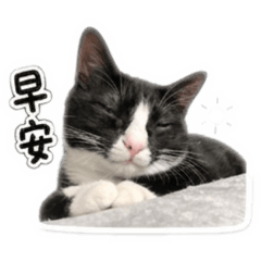 奶牛貓不好惹