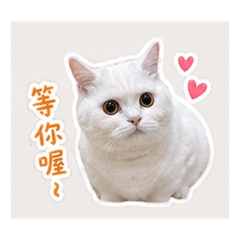 阿喵錢錢第三彈