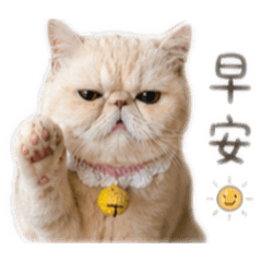 起司來了