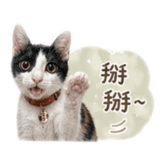 錢錢小店長-生活篇