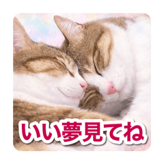 Hokuriku MOGUE_20260501043904