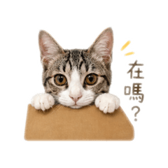 柒柒小朋友