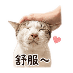 貓貓咪嚕2