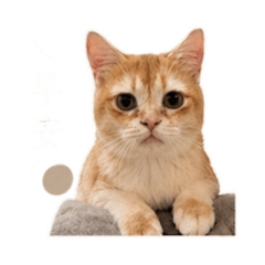 嚕咪咪咪咪咪咪咪咪咪