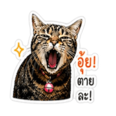 cat is Tangtang v3
