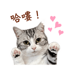 小葵寶子
