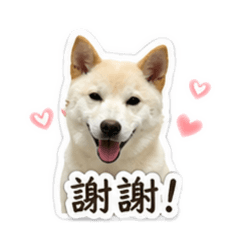 柴寶麻糬日常實用貼圖