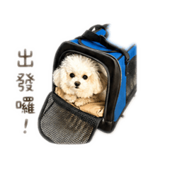 療癒小毛球日常