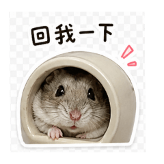 嗨 大家好 我是吉啾