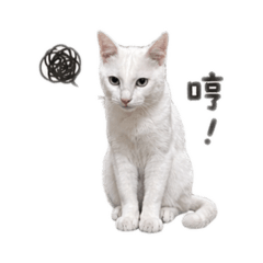 奶油牛奶