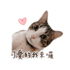名字叫可可的貓咪