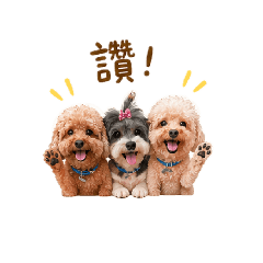 球巧麻