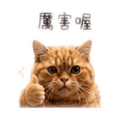 小咪話日常3