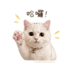 幼貓阿萌的成長物語1