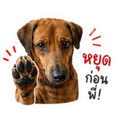 Ma Mon is dog v1