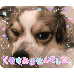 wankoromochi_20260501074225