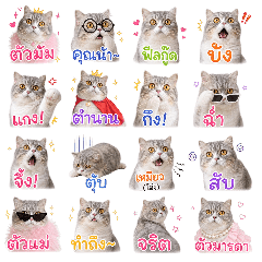 Meow Chao & Khao Family