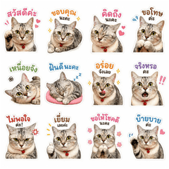 Money Kitty Cat