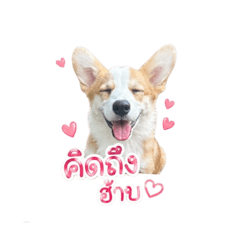 Dog Cute6