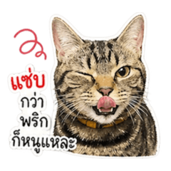 cat is Tangtang v1